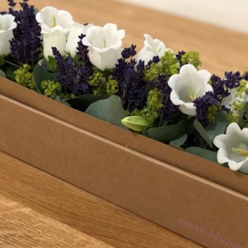 Blumenbox Lavendel - weiße Lavendelblüten